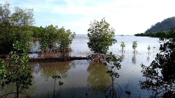Pohon bakau yang sempat gundul kini semakin bersemi kembali di Pulau Bawean. (Foto: Gapey Sandy)