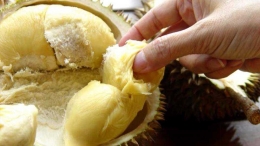 Gen MGL menyebabkan durian memiliki bau yang khas (thealthbenefitsof.com) 