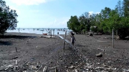 Kondisi bakau di lokasi tempat nelayan berlabuh dan hasil ikannya dijemput sanak keluarga. Lokasi berada di dekat obyek wisata Pantai Gili Barat, Kecamatan Sangkapura, Pulau Bawean. (Foto: Gapey Sandy)