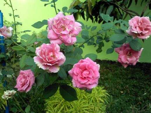 Kami menanam mawar agar halaman rumah nampak asri (dokpri)