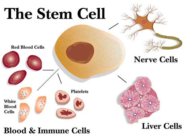 the stem cell