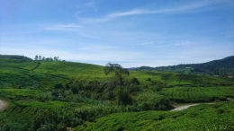 Pemandangan kebun teh di awal perjalanan (dokpri)