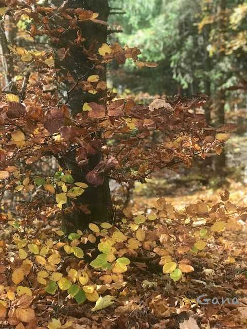Der Goldene Oktober Jerman yang Keemasan di Bulan Der Goldene Oktober Jerman yang Keemasan di Bulan