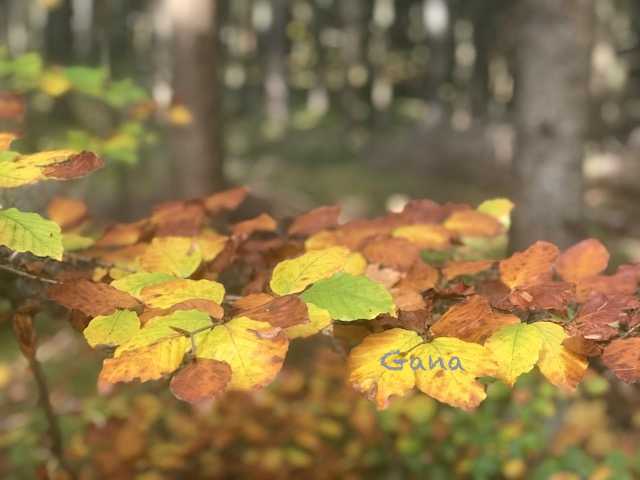 Daun jadi warna-warni (Dokumentasi Pribadi)