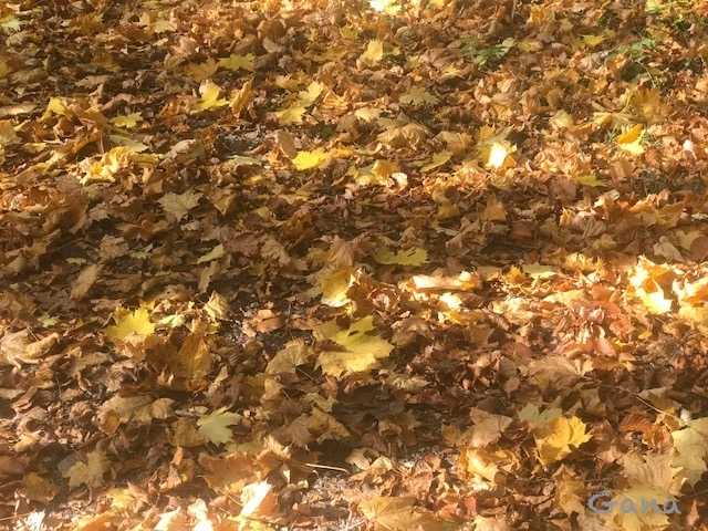 Emas! (Dokumentasi Pribadi)