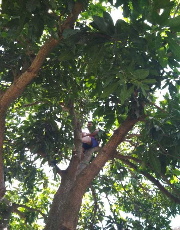 janganlupa berdoa sebelum meanjat pohon untuk memanen buah mangganya|Dokumentasi pribadi