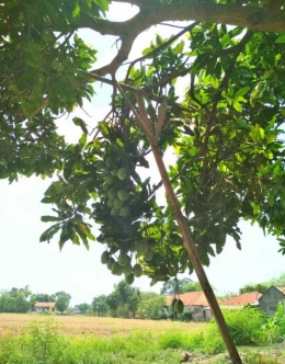 buah mangga lebih lebat buahnya slebat daunya|Dokumentasi pribadi