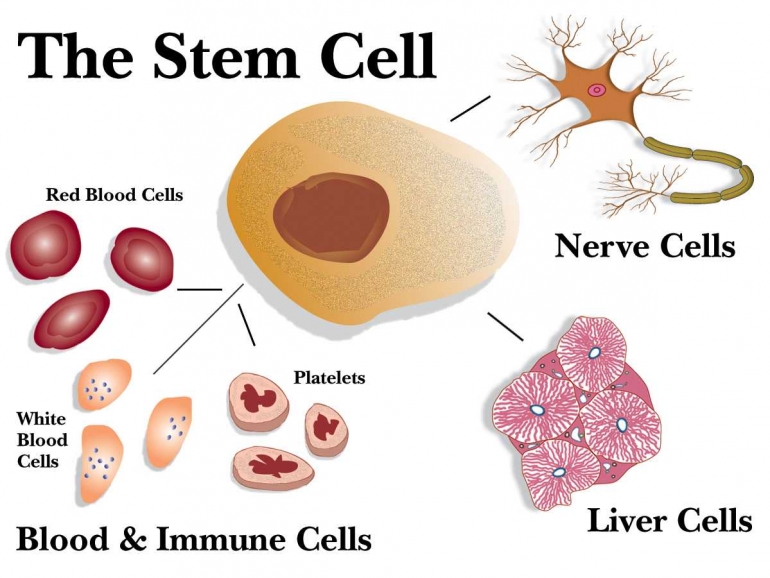sumber : http://www.necturajuice.com/wp-content/uploads/2013/03/48021-hi-stem_cell_all.jpg  