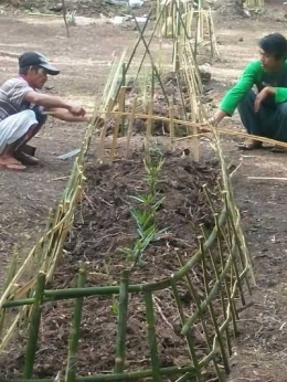 Salah satu Kelompok terlihat memagari tanaman mereka setelah sebelumnya menanamnya. Foto dok. Yayasan Palung