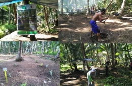 Tanaman Agroforestri yang ditanam oleh warga dari 5 desa. Foto dok. Yayasan Palung