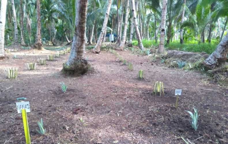 Tanaman sejenis (kelapa) telah berpadu dengan aneka tanaman semusim jenis lainnya. Foto dok. Yayasan Palung