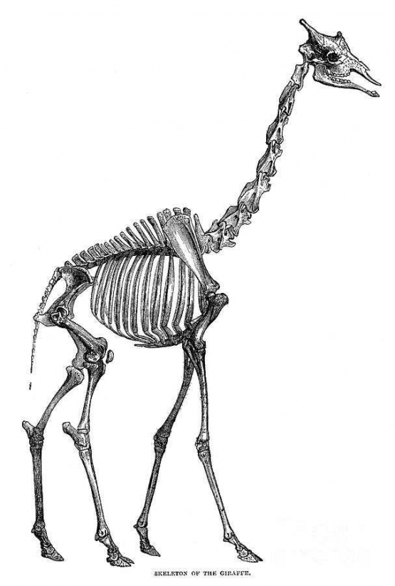 Jerapah saat ini https://fineartamerica.com/featured/giraffe-skeleton-granger.html