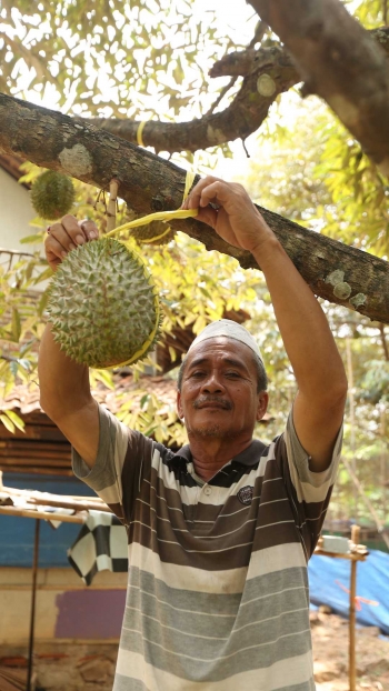 80+ Gambar Pohon Durian Yang Sedang Berbuah Terbaik 80+ Gambar Pohon Durian Yang Sedang Berbuah Terbaik