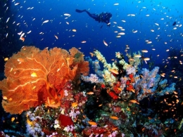 Sumber: divingexpress.com