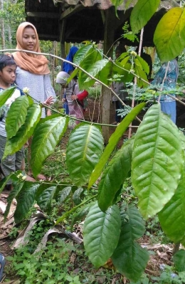 Mengajak keluarga ke kebun kopi dan berinteraksi dengan petani (dok. pribadi)