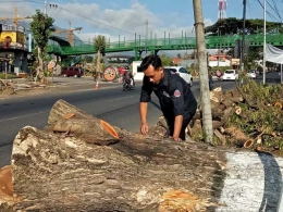 Pohon perindang yang ditebang di depan proyek pembangunan Jatim Park 3 | Facebook Wisata Pendidikan Teb Malang.