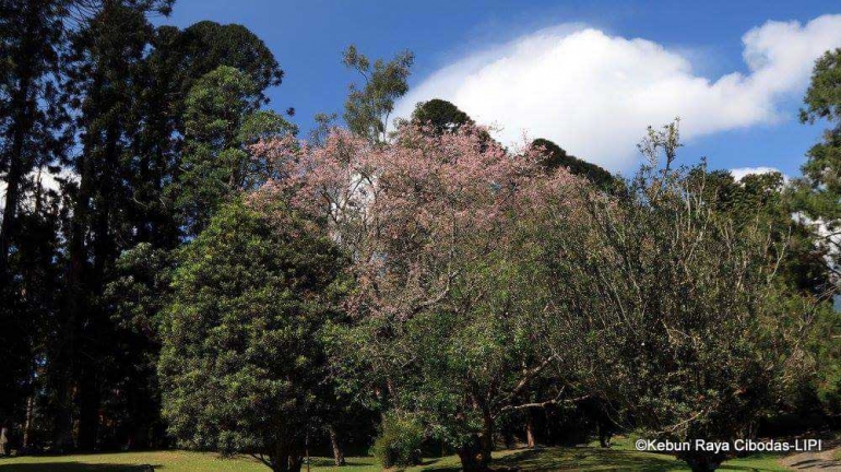 Sakura di KRC (Dok : Facebook Kebun Raya Cibodas)