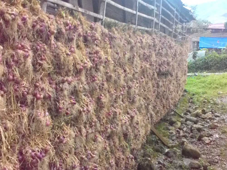 HAMPARAN bawang selesai dipanen bergelantungan di dinding rumah petani Sungainanam. (DOK. PRIBADI)