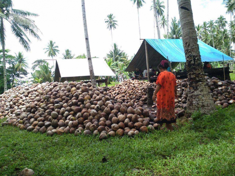 Kelapa yang menggunung | Dok. Pribadi