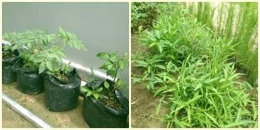 Pohon tomat&Kangkung|Dok pribadi