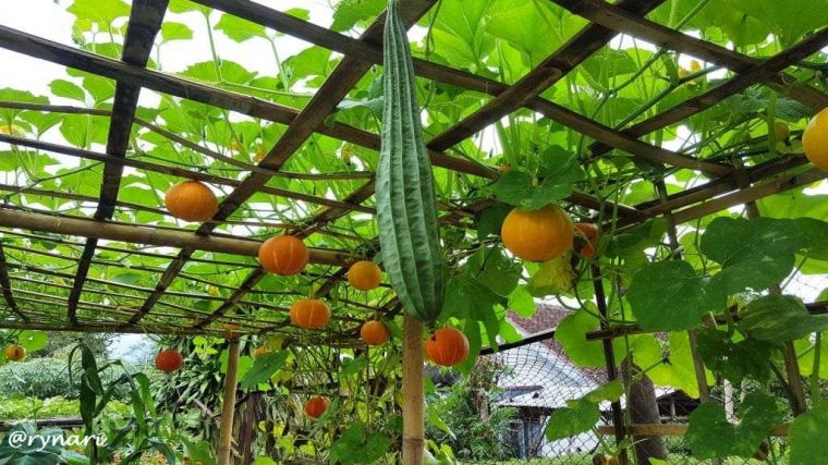 Seni Berkebun dan Bercocok Tanam ala Pergola Halaman 1