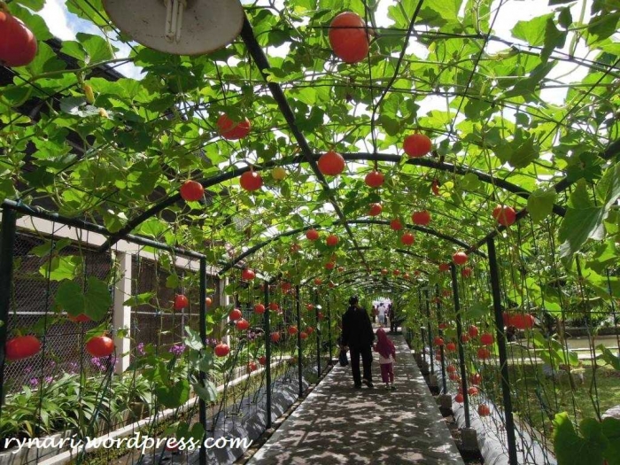 Seni Berkebun dan Bercocok Tanam ala Pergola oleh Seni Berkebun dan Bercocok Tanam ala Pergola oleh