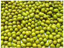 Kacang Hijau sebagai sumber protein yang baik (.indiamart.com)