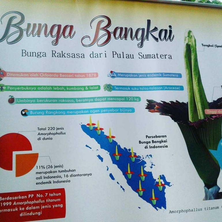 ada juga spanduk dan brosur informasi tentang bunga bangkai di sekitar lokasi bunga bangkai (dok pribadi)