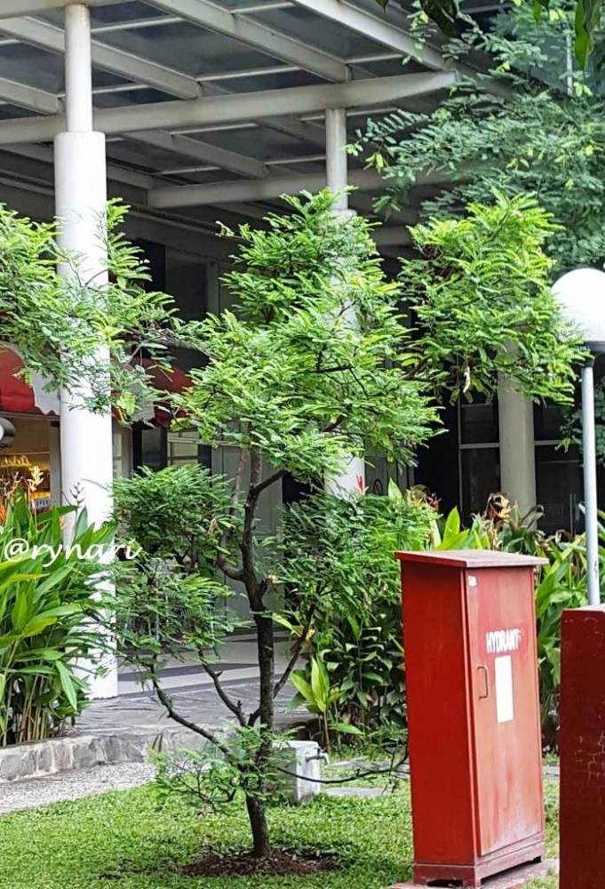 Asam Jawa Flora Identitas Kota Semarang di depan Pav Garuda RSDK (dok pri)