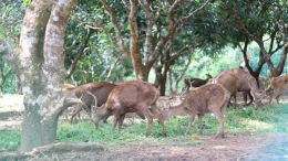 Rusa-rusa Bawean di penangkaran. (Foto: gresikkab.go.id)