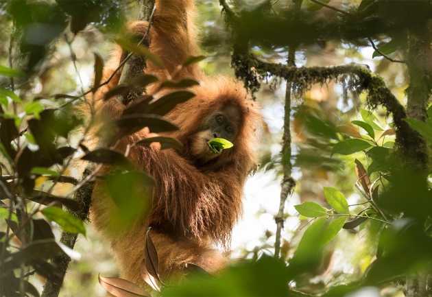 Orangutan Tapanuli (Pongo tapanuliensis).. Photo:Maxime Aliaga/SOCP 