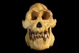Tengkorak dan struktur gigi orangutan Tapanuli berbeda dengan orangutan Suamtera. Photo: Nater dkk