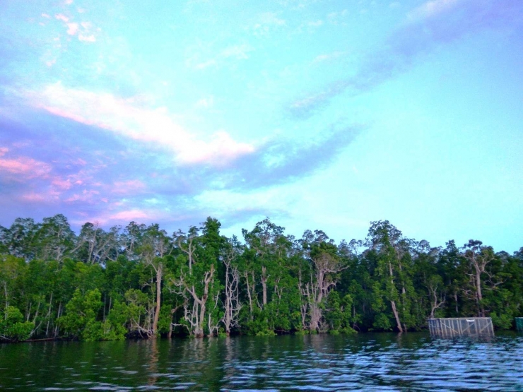 Hutan mangrove di Teluk Etna, Kabupaten Kaimana, Provinsi Papua Barat yang masih asri. Mangrove di Teluk Etna menjadi bagian dari mangrove Kaimana yang terluas dan potensial menjadi blue carbon di Indonesia. Foto : M Ambari/Mongabay Indonesia
