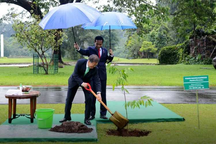 Presiden Korsel menanam pohon (Kompas.com)