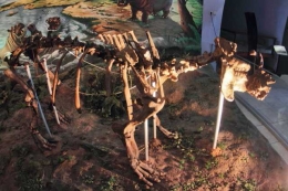 Fosil kuda nil di Museum Sangiran (dok.pri).