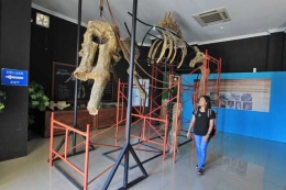 fosil Stegodon di Museum Sangiran (dok.pri).