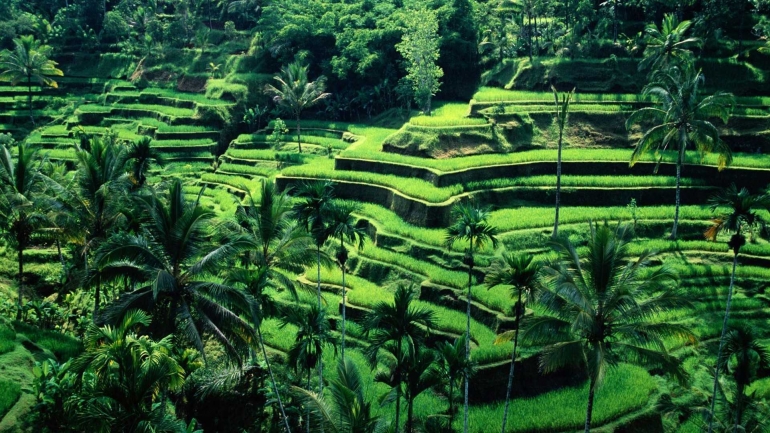 Indonesia sebagai negara agraris | Foto: http://7-themes.com