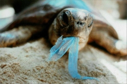 Penyu sering tidak sadar ia mengonsumsi plastik dan sedotan plastik karena mengiranya makanan (sumber: http://www.onegreenplanet.org)