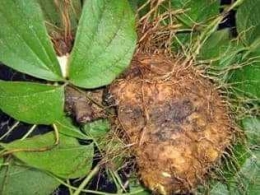 Bentuk daun dan umbi gadung (Sumber foto: biodiversity.org)