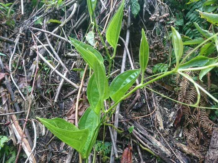 Gambar Wiwawite Lesmbadonge Rynari Gadung Uwi Gambar Daun Gambar Wiwawite Lesmbadonge Rynari Gadung Uwi Gambar Daun