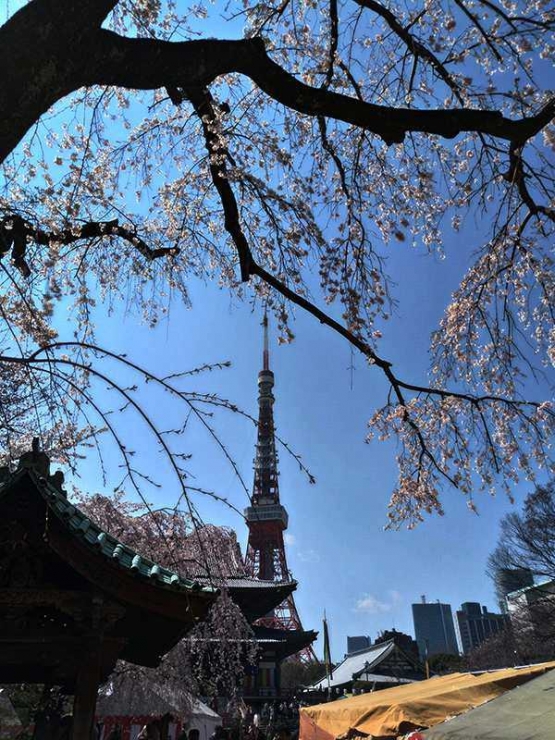 Tokyo Tower dan Kuil Zoujouji di musim Sakura (Dokumentasi Pribadi)