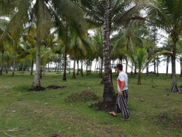 kebun kelapa pinggir pantai, dokumen pribadi