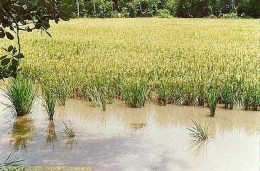 Sepetak sawah di Madagskar yang ditanam dengan menerapkan Sistem SRI. | essc.org.ph