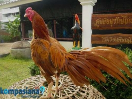 Ayam aduan satria sinekti yang memiliki ciri fisik yang sempurna