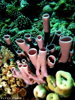 Tube Sponges 