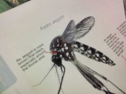 Detail nyamuk Aedes aegypti. Doc:Pribadi