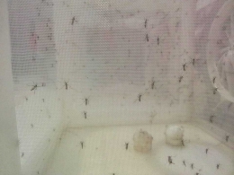 Nyamuk Aedes aegypti Doc:Pribadi