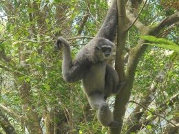 Owa Jawa yg hidup di hutan (dok.FB Javan Gibbon Center)
