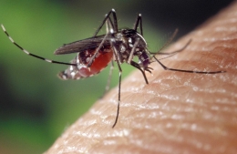 Nyamuk, salah satu hewan paling berbahaya | Ilustrasi: Pixabay/FotoshopTofs