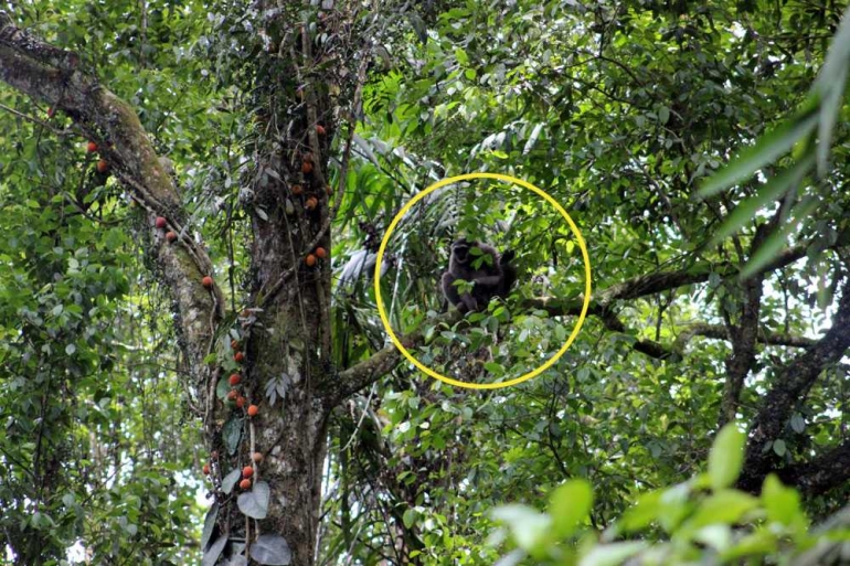 Owa Jawa di Hutan Konservasi Bodogol. (Foto: Ganendra)